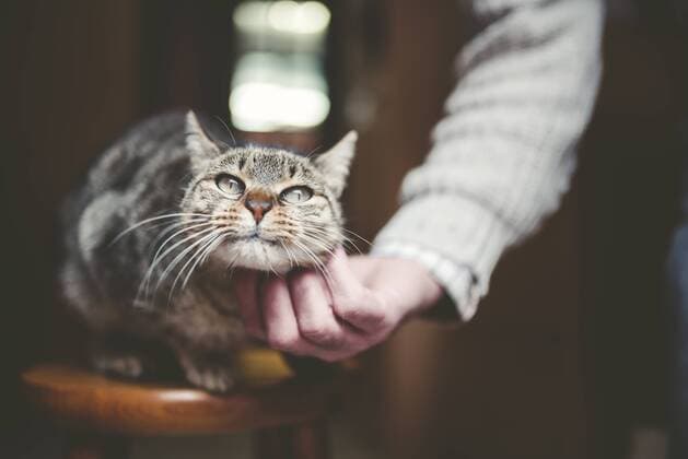 Man s hand stroking tabby cat model released Symbolfoto property released  RAEF000862