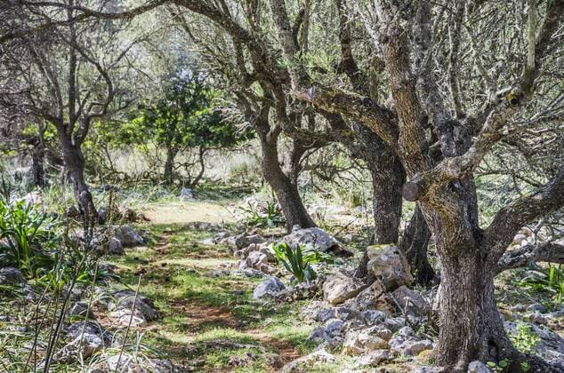 Ländliches Mallorca, ein Olivenhain mit knorrigen Ã„sten in der Frühlingssonne Zauberwald