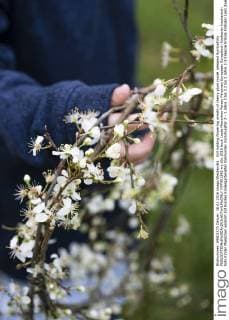 Girl holding flowering wreath of cherry plum model released Symbolfoto  MYF001343