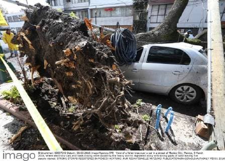View of a fallen tree over a car in a street of Mexico City, Mexico, 9 March 2016, where electricity cuts and roads closing were caused by the heavy storms registered along with strong gusts of wind leaving five people injured. STRONG STORMS REGISTERED IN MEXICO !ACHTUNG: NUR REDAKTIONELLE NUTZUNG!  MEX01 20160310-635931767194684960