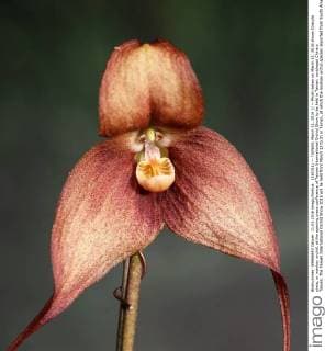 IMAGO Nature: Unsere Erde: Pflanzenwelt: Hässliche Pflanzen (160311) -- TAINAN, March 11, 2016 () -- Photo taken on March 11, 2016 shows Dracula simia, or monkey orchid, at the opening press conference of Taiwan International Orchid Show to be held in Tainan, southeast China s Taiwan. The Taiwan International Orchid Show 2016 will be held from March 12 to 21 in Tainan, at which the monkey orchid species imported from South America will be one of the highlights. () (dhf) CHINA-TAIWAN-INTERNATIONAL ORCHID SHOW-PRESS CONFERENCE (CN ) Xinhua 