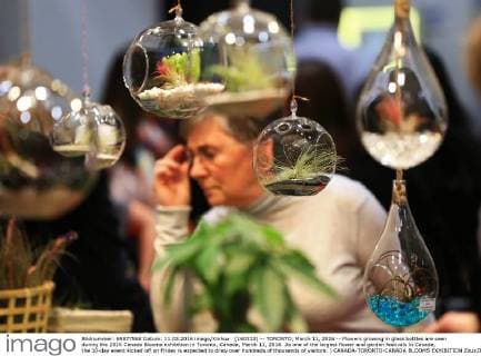(160312) -- TORONTO, March 11, 2016 -- Flowers growing in glass bottles are seen during the 2016 Canada Blooms exhibition in Toronto, Canada, March 11, 2016. As one of the largest flower and garden festivals in Canada, the 10-day event kicked off on Friday is expected to draw over hundreds of thousands of visitors. ) CANADA-TORONTO-CANADA BLOOMS EXHIBITION ZouxZheng 