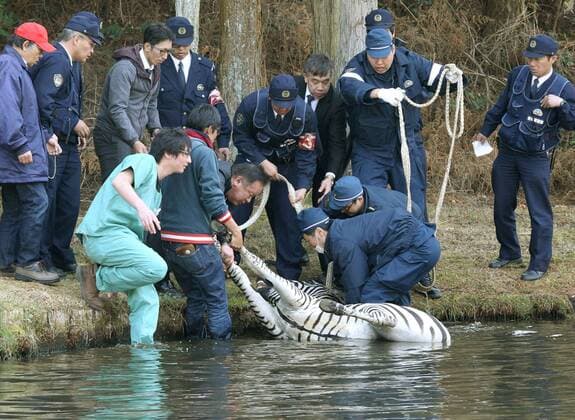 Runaway zebra drowns after tranquilizer shot Police officers pull the body of a zebra from a golf course pond in Toki, Gifu Prefecture, in central Japan on March 23, 2016. The 2-year-old stallion escaped from an equestrian club the previous day and ran onto the golf course on March 23, where he was shot with a blowgun loaded with anesthetic and fell into the pond. By the time police officers extracted the animal from the pond, it was already dead, apparently due to drowning. 