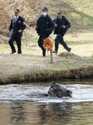 Runaway zebra drowns after tranquilizer shot A zebra struggles in a golf course pond in Toki, Gifu Prefecture, in central Japan on March 23, 2016. The 2-year-old stallion escaped from an equestrian club the previous day and ran onto the golf course on March 23, where he was shot with a blowgun loaded with anesthetic and fell into the pond. By the time police officers extracted the animal from the pond, it was already dead, apparently due to drowning. 