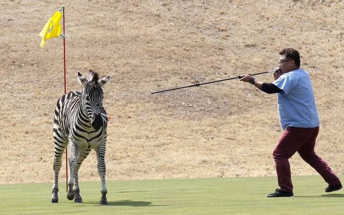 Runaway zebra drowns after tranquilizer shot A runaway zebra is shot with a blowgun loaded with anesthetic on a golf course in Toki, Gifu Prefecture, in central Japan on March 23, 2016. The 2-year-old stallion escaped from an equestrian club the previous day and ran onto the golf course, where he was tranquilized and fell into a pond. By the time police officers extracted the animal from the pond, it was already dead, apparently due to drowning. 