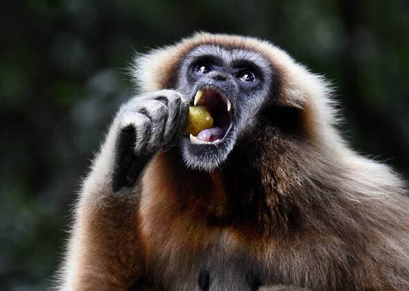 Suedafrika, Plettenberg 20.02.2016 Monkeyland liegt etwa 15 km östlich von Plettenberg Bay an der Garden Route. Es ist eine Anlage zum Schutz verschiedenster Affenarten Afrikas und von anderen Kontinenten. Auf einem Gelände von etwa 12 Hektar leben Affen, Lemuren und Primaten zusammen. Foto: Der Schwarze Brüllaffe ist eine Primatenart aus der Gattung der Brüllaffen innerhalb der Klammerschwanzaffen. Er lebt in Südamerika. South Africa, Plettenberg 20 02 2016 Monkey Land, about 15 kilometers east of Plettenberg Bay on the Garden Route. It is a system for the protection of various species of monkeys of Africa and other continents. On a site of about 12 hectares live monkeys, lemurs and primates together. Photo: The black howler monkey is a primate of the genus of the howler monkeys in the atelidae. He lives in South America. Monkeyland