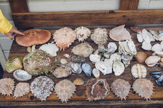 Assortment of different crabs and mussels model released Symbolfoto  MJF001810