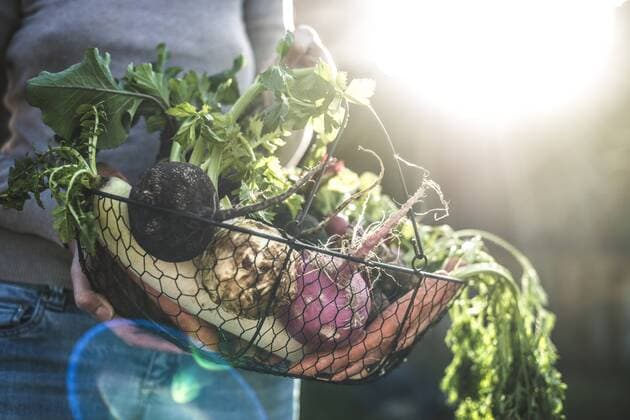 Woman s hands holding wire basket with root vegetables model released Symbolfoto  DEGF000619