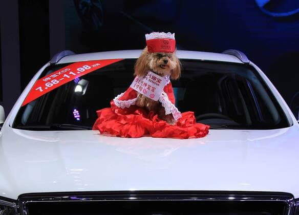 A dog model poses on an exhibited car at the opening of the 25th Ningbo International Auto Expo in Ningbo, east China s Zhejiang Province, March 25, 2015. ) (cxy) CHINA-NINGBO-DOG MODEL (CN) HuxXuejun 
