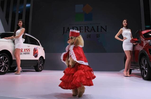 A dog made up as a model posses by exhibited cars at the opening of the 25th Ningbo International Auto Expo in Ningbo, east China s Zhejiang Province, March 25, 2015. ) (cxy) CHINA-NINGBO-DOG MODEL (CN) HuxXuejun 