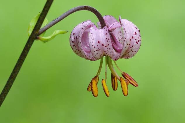 IMAGO Nature: Unsere Erde: Pflanzenwelt: Gepunktete Pflanzen Türkenbund-Lilie (Lilium martagon), Nordrhein-Westfalen, Deutschland, Europa Copyright: imageBROKER/Frederik ibxrba04336978.jpg