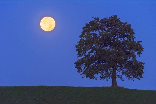 Vollmond im Halbschatten der Erde neben einem Baum, Deutschland, Bayern single tree and full moon at night, Germany, Bavaria BLWS420806 Copyright: xblickwinkel McPHOTO A.xVolzx