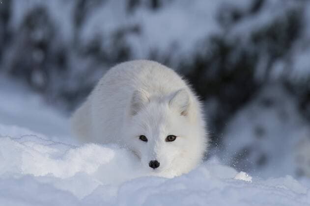  Polarfuchs oder Eisfuchs (Vulpes lagopus, syn. Alopex lagopus) im Schnee, captive, Trones, Norwegen, Europa Copyright: imageBROKER/MarcusxSiebert ibxmcs04329954.jpg