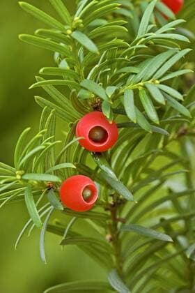 IMAGO Nature: Unsere Erde: Pflanzenwelt: Bedrohte Arten Gemeine Eibe, Gewoehnliche Eibe, Eibe, Europaeische Eibe (Taxus baccata), Zweig mit reifen Samen, Deutschland Common yew, English yew, European yew (Taxus baccata), branch with ripe seeds, Germany BLWS422133 Copyright: xblickwinkel H.xBellmann F.xHeckerx