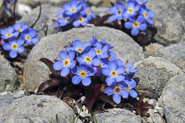 IMAGO Nature: Unsere Erde, Pflanzen: Bedrohte Planzenarten in Deutschland Bodensee-Vergissmeinnicht, Bodenseevergissmeinnicht (Myosotis rehsteineri, Myosotis scorpioides subsp. caespitosa, Myosotis caespitosa var. grandiflora), bluehend zwischen Steinen, Deutschland Lake Constance forget-me-not (Myosotis rehsteineri, Myosotis scorpioides subsp. caespitosa, Myosotis caespitosa var. grandiflora), blooming, Germany BLWS422104 Copyright: xblickwinkel H.xBellmann F.xHeckerx