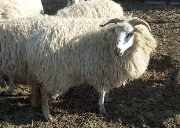 Walachenschafe, Ovis ammon f. aries, Zackelschaf !AUFNAHMEDATUM GESCHÄTZT!