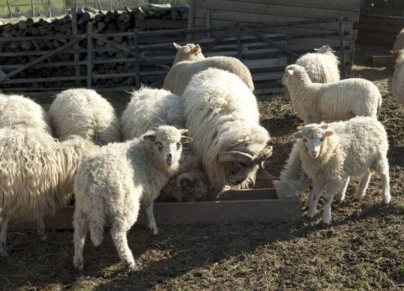 Walachenschafe, Ovis ammon f. aries, Zackelschaf !AUFNAHMEDATUM GESCHÄTZT!