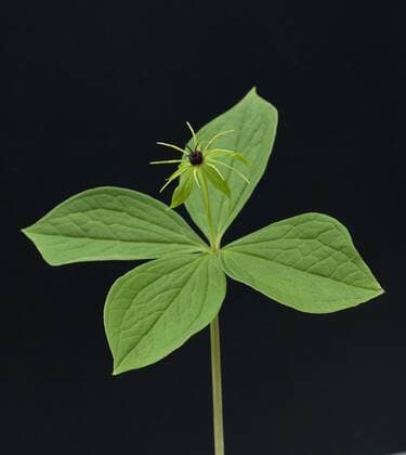 Giftbeere Einbeere; Paris quadrifolia, - !AUFNAHMEDATUM GESCHÄTZT!
