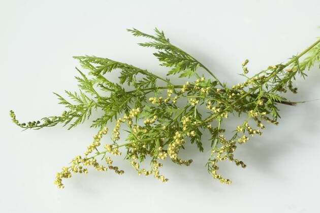 einjaehriger beifuss, Artemisia, annua, !AUFNAHMEDATUM GESCHÄTZT!