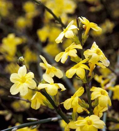 Winterjasmin, Jasminum nudiflorum !AUFNAHMEDATUM GESCHÄTZT!
