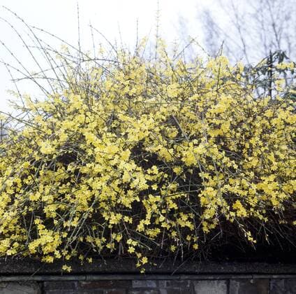 Winterjasmin, Jasminum nudiflorum !AUFNAHMEDATUM GESCHÄTZT!