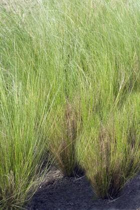 Zartes Federgras, Stipa tenuissima, !AUFNAHMEDATUM GESCHÄTZT!