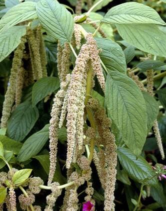 Fuchsschwanz, Amaranthus Caudatus; !AUFNAHMEDATUM GESCHÄTZT!