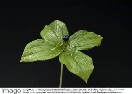 Einbeere; Paris quadrifolia !AUFNAHMEDATUM GESCHÄTZT!