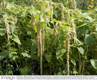 Fuchsschwanz; Amaranthus caudatus !AUFNAHMEDATUM GESCHÄTZT!