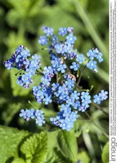 Kaukasusvergissmeinnicht, Brunnera macrophylla, !AUFNAHMEDATUM GESCHÄTZT!