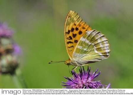  Kaisermantel (Argynnis paphia) sitzt auf einer Wiesen-Flockenblume (Centaurea jacea), Nordrhein-Westfalen, Deutschland, Europa Copyright: imageBROKER/Frederik ibxrba04351229.jpg