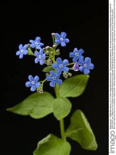 Kaukasusvergissmeinnicht, Brunnera macrophylla !AUFNAHMEDATUM GESCHÄTZT!