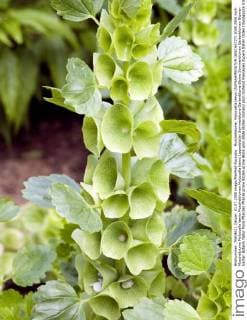 Muschelblume; Moluccella laevis !AUFNAHMEDATUM GESCHÄTZT!