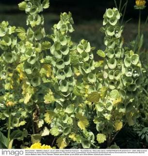 Muschelblume, Moluccella laevis !AUFNAHMEDATUM GESCHÄTZT!