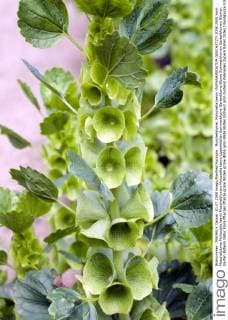 Muschelblume; Moluccella laevis !AUFNAHMEDATUM GESCHÄTZT!