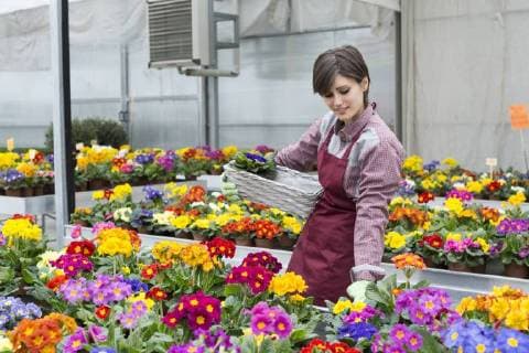 Young female gardener working in greenhouse, flower box model released Symbolfoto property released  ALBF000044
