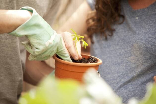 Man and woman planting Moringa seedling model released Symbolfoto property released  MFRF000517