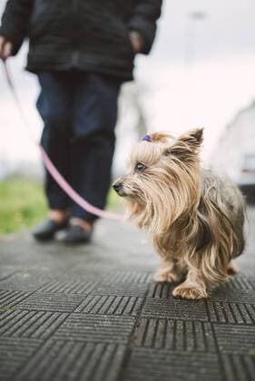 Yorkshire Terrier going walkies model released Symbolfoto property released  RAEF000974