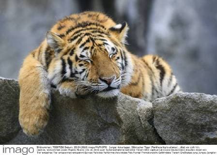 Junger Amurtuger, Sibirischer Tiger (Panthera tigris altaica) , döst vor sich hin, captive, Vorkommen Asien Mcpins Mcpins