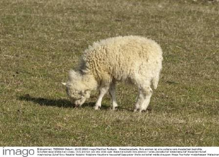 Walachenschafe, Ovis ammon ist eine seltene vom Aussterben bedrohte Schaftierrasse Wallachian sheep, Ovis ammon