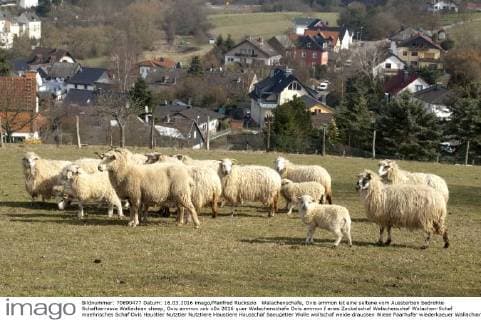 Walachenschafe, Ovis ammon ist eine seltene vom Aussterben bedrohte Schaftierrasse Wallachian sheep, Ovis ammon