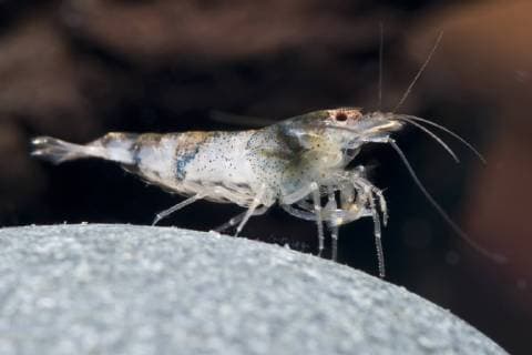 Hummel-Garnele, Hummelgarnele (Caridina breviata), im Aquarium bumblebee shrimp, bumble bee shrimp (Caridina breviata), in aquarium BLWS423339 Copyright: xblickwinkel F.xTeiglerx