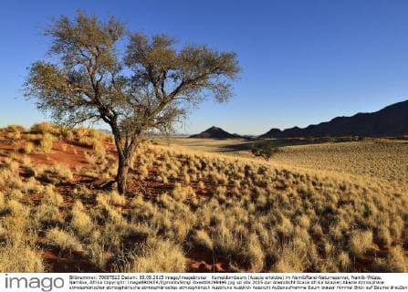 Kameldornbaum (Acacia erioloba) im NamibRand-Naturreservat, Namib-Wüste, Namibia, Afrika Copyright: imageBROKER/EgmontxStrigl ibxest04298496.jpg