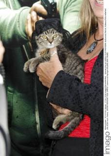 Warren the cat KEANU FILM PREMIERE Hollywood Patrick Rideaux PicturePerfect