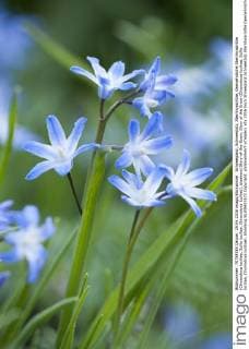 Schneeglanz, Schneestolz, Sternhyacinthe, Gewoehnliche Sternhyazinthe (Chionodoxa luciliae, Scilla luciliae, Chionodoxa luciliae), bluehend Glory-of-the-Snow, Glory of the Snow (Chionodoxa luciliae, Scilla luciliae, Chionodoxa luciliae), blooming BLWS423972 Copyright: xblickwinkel F.xTeiglerx
