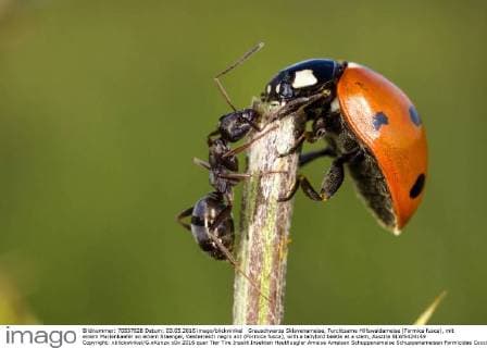 Grauschwarze Sklavenameise, Furchtsame Hilfswaldameise (Formica fusca), mit einem Marienkaefer an einem Staengel, Oesterreich negro ant (Formica fusca), with a ladybird beetle at a stem, Austria BLWS424149 Copyright: xblickwinkel G.xKunzx