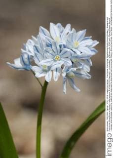 Puschkinie, Puschkinia, Kegelblume (Puschkinia scilloides), Bluetenstand Puschkinia (Puschkinia scilloides), inflorescence BLWS424722 Copyright: xblickwinkel F.xTeiglerx