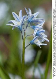 Puschkinie, Puschkinia, Kegelblume (Puschkinia scilloides), Bluetenstand Puschkinia (Puschkinia scilloides), inflorescence BLWS424723 Copyright: xblickwinkel F.xTeiglerx