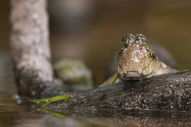 Schlammspringer, Periophthalmus kalolo (Periophthalmus kalolo), Portraet, Seychellen Common Mudskipper (Periophthalmus kalolo), Portrait, Seychelles BLWS425032 Copyright: xblickwinkel G.xKunzx