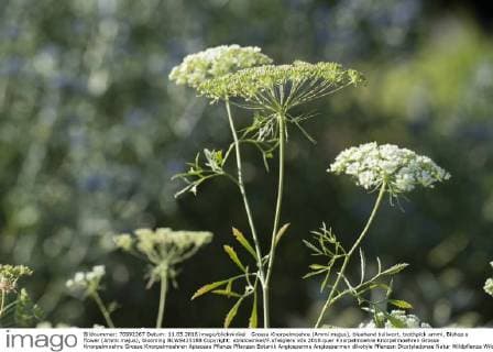 Grosse Knorpelmoehre (Ammi majus), bluehend bullwort, toothpick ammi, Bishop s flower (Ammi majus), blooming BLWS425188 Copyright: xblickwinkel F.xTeiglerx